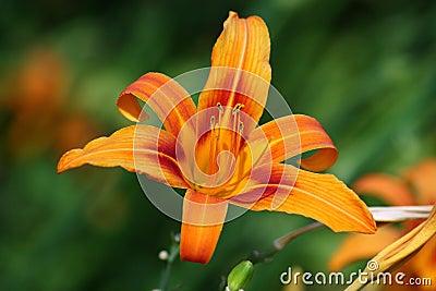 Orange lily Stock Photo