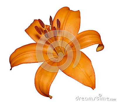 Orange Lily Stock Photo