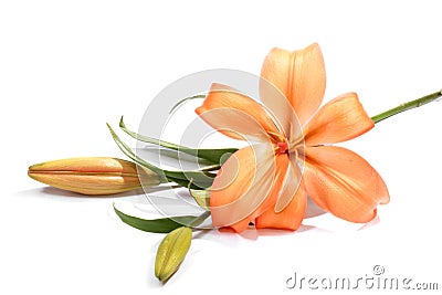 Orange lily Stock Photo