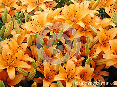 Orange lily Stock Photo