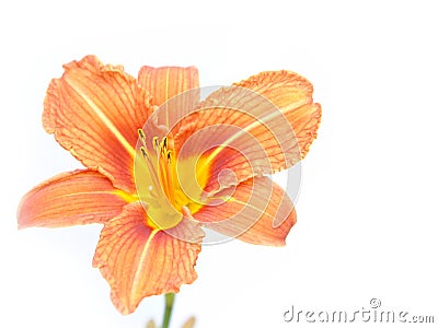 Orange lily Stock Photo