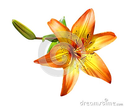 Orange Lily Stock Photo