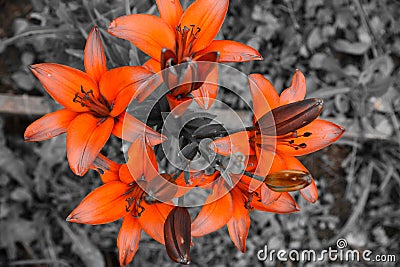 Orange lily - black and white environment Stock Photo