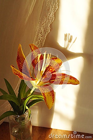 Orange lily flower Stock Photo