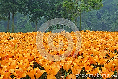 Orange lily flowers with trees Stock Photo