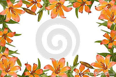 Orange lily frame Stock Photo