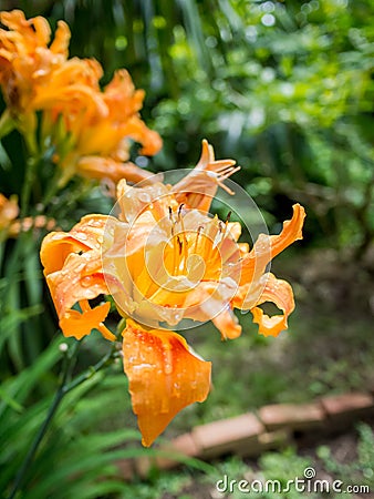 Orange lily Stock Photo