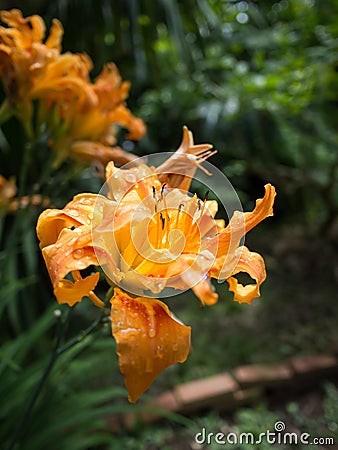 Orange lily Stock Photo