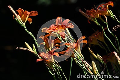 Orange lily (Lilium bulbiferum). Stock Photo
