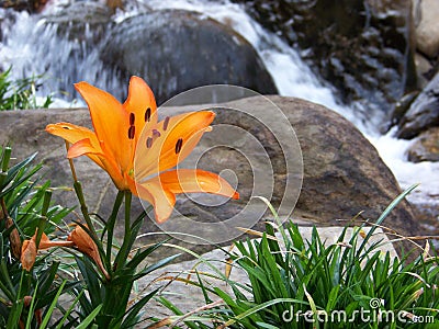 Orange Lily next to a stream Stock Photo