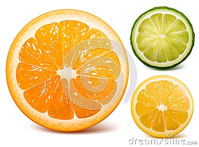 Orange, lime and lemon. Vector Illustration