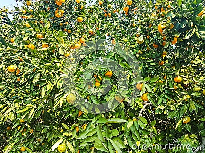 Orange little delicious mandarin on tree Stock Photo