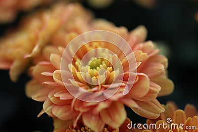 Orange little mum flower macro background Stock Photo