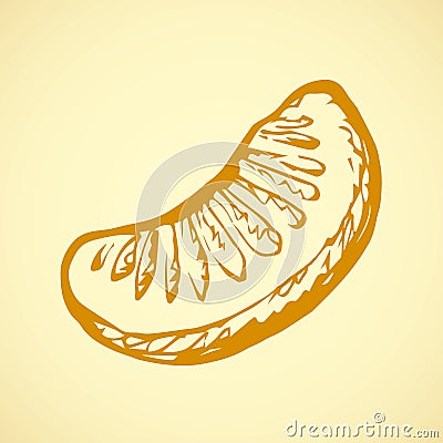 Orange lobule. Vector drawing Vector Illustration