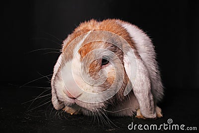 Orange lop rabbit dwarf mini bunny on black background. Cute lops. Stock Photo