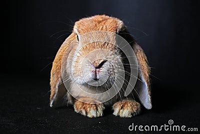 Orange lop rabbit dwarf mini bunny on black background. Cute lops. Stock Photo