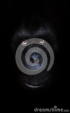 Orange luminous eyes on the black face of a monkey in a black night, a frightening look that embodies fears and phobias Stock Photo