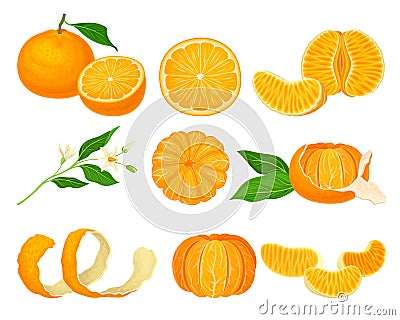 Orange Mandarin Fruit Unpeeled and Skinless with Segments Vector Set Vector Illustration