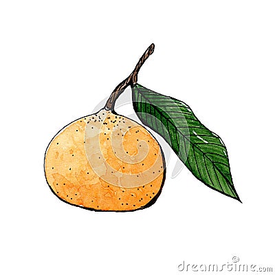 Orange mandarin with green leaf sketch watercolor. side view Stock Photo