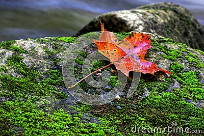 Orange maple leaf Stock Photo