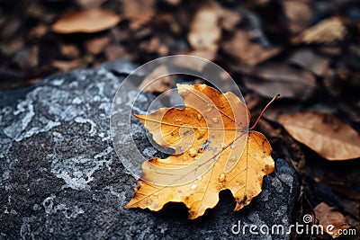 an orange maple leaf rests on top of a rock Stock Photo