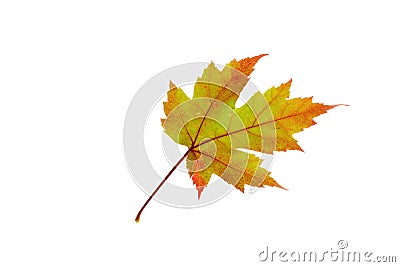 Orange Maple Leaf on White Stock Photo