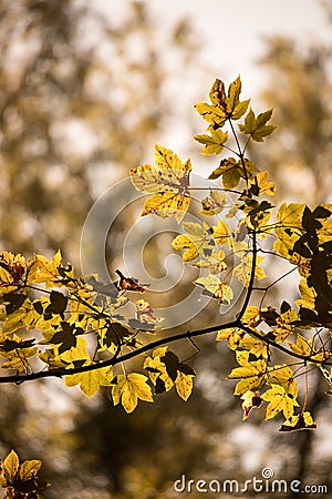 Orange maple leaves in a forest in Austria, autumn sun Stock Photo