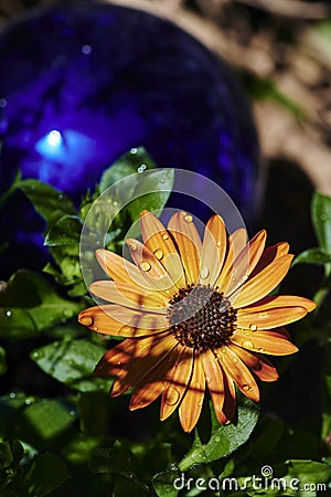 An orange marguerite Leucanthemum with water drops in the sun Stock Photo