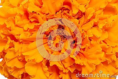 Orange marigold closeup Stock Photo