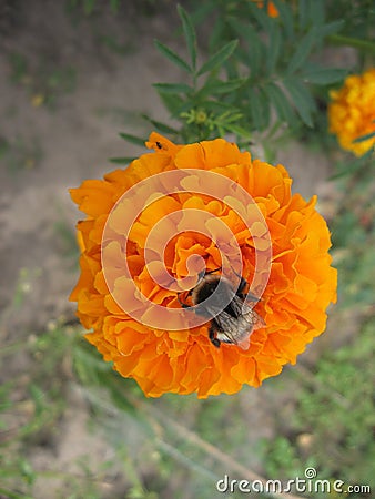 Orange marigold flower garden. Gardening of Ukraine. Stock Photo