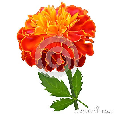 Orange marigold flower Stock Photo