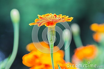 Orange marigold in flowerbed in summer city park. Stock Photo