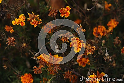 Orange marigold flowers on autumn season Stock Photo