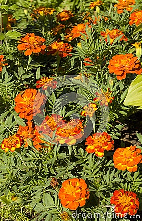 Orange marigolds Stock Photo