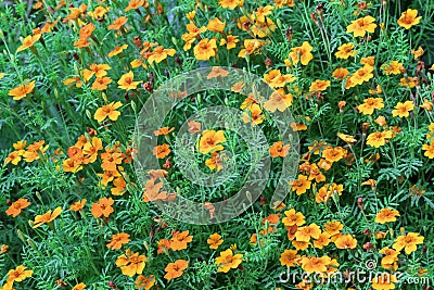Orange marigolds Tagetes erecta, Mexican marigold, Aztec marigold, African marigold Stock Photo