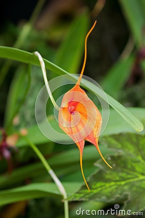 Orange Masdevallia, Kite Orchid grown in Tasmania, Australia Stock Photo