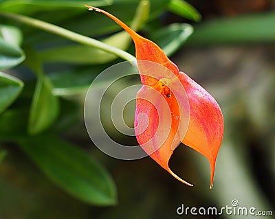 Orange Masdevallia Orchid In Bloom Stock Photo