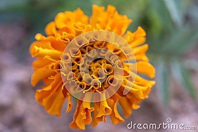 Orange Mexican Marigold flower (Tagetes) in the sunflower family (Asteraceae) Stock Photo