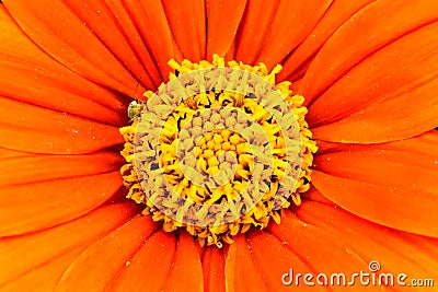 Orange Mexican sunflower Tithonia rotundifolia or Fiesta Del Sol flower detail macro photo with stunning intense orange colors Stock Photo