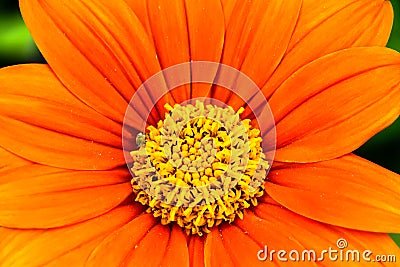 Orange Mexican sunflower Tithonia rotundifolia or `Fiesta Del Sol` flower macro photo with stunning intense orange colors Stock Photo