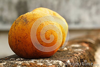 Orange for miniature Stock Photo