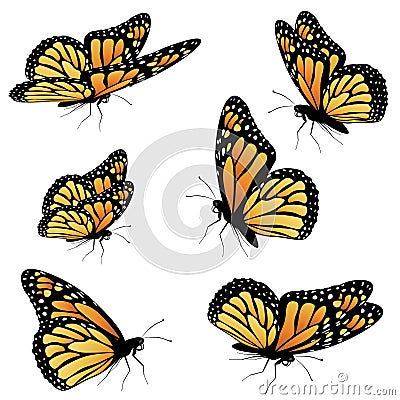 Orange Monarch Butterfly Vector Illustration