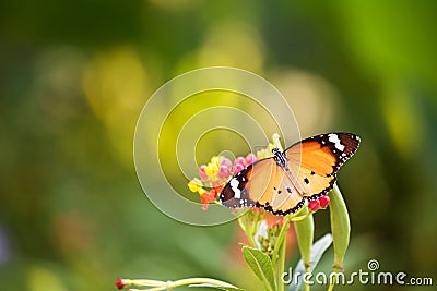 orange monarch butterfly on flower Stock Photo