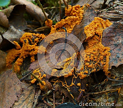 An orange moving plasmodium of a slime mold on a dead leaf Stock Photo