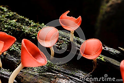 Orange mushroom Stock Photo