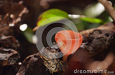 Orange mushroom (Champagne mushroom) in rainforest Stock Photo