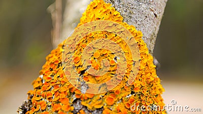 Orange mushroom, growth. Mushroom on an old withered tree. Stock Photo