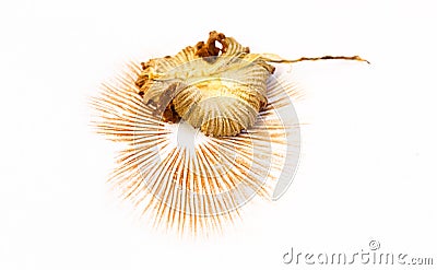 An orange mushroom leaves a brown-orange spore print Stock Photo