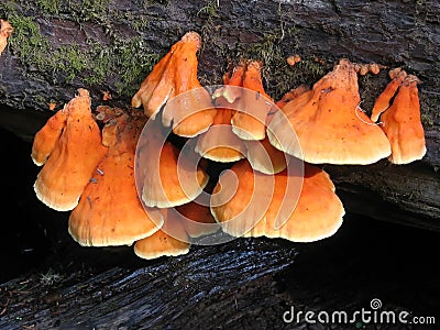 Orange Mushrooms Stock Photo