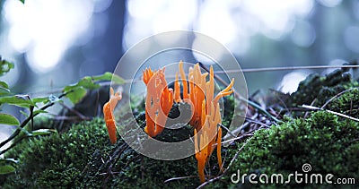 Orange Mushrooms Stock Photo